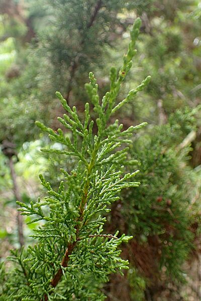 Widdringtonia nodiflora kz1