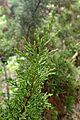 Widdringtonia nodiflora kz1