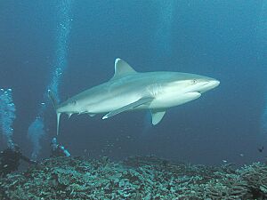 0979 aquaimages