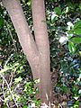 Acronychia littoralis - trunk