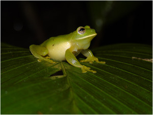 Adult male of Ikakogi tayrona.tif