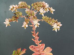 Aeonium haworthii PICT3759