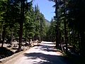 Alpine in Kalam