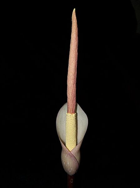 Amorphophallus atroviridis-flower