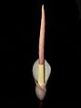 Amorphophallus atroviridis-flower