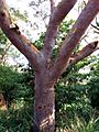 Angophora costata - upper trunk