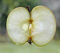 Apple slice