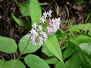 Asclepias quadrifolia 001