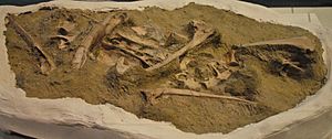 August 1, 2012 - Masiakasaurus knopfleri Fossil Partial Skeleton on Display at the Royal Ontario Museum (FMNH PR 2481)