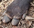 Bairds-Tapir-Foot