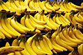 Grocery store photo of several bunches of bananas