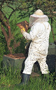 Beekeeper keeping bees