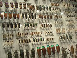 Beetle collection