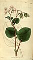 Begonia cucullata var. hookeri