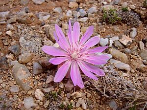 Bitterroot