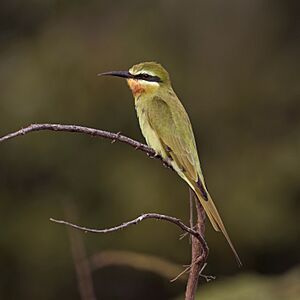 Blue-cheeked bee-eater (Merops persicus chrysocercus).jpg