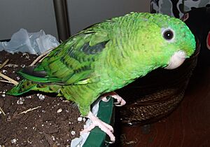 Bolborhynchus lineola -pet parrot