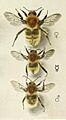Bombus (Thoracobombus) muscorum (Linnaeus, 1758)