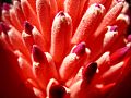 Bromeliad-pink-flower-closeup
