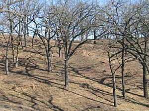 Bur-oak-savanna