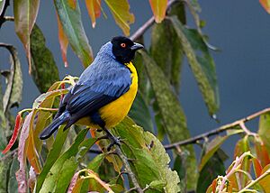 Buthraupis montana Hooded Mountain Tanager, Puno, Peru (cropped)