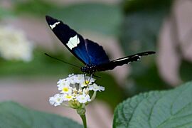 Butterfly at Chester Zoo 14