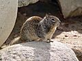 CA Ground Squirrel on rock
