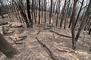 CSIRO ScienceImage 10345 The Kinglake National Park after the Black Saturday bushfires