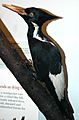 Campephilus principalis (ivory-billed woodpecker)