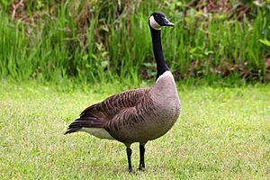 Canada Goose Daingerfield State Park Texas 2023