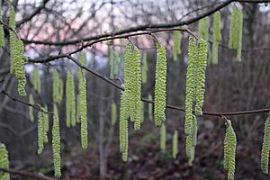 Catkins Corylus avellana-Mont Bart-5124~2015 12 26