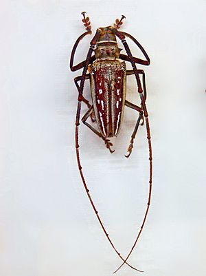 Cerambycidae - Batocera wallacei.JPG