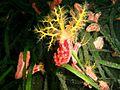 Cercodemas anceps Red box sea cucumber PC260152