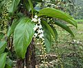 Citharexylum spinosum 01
