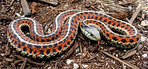 Coast Garter Snake cropped