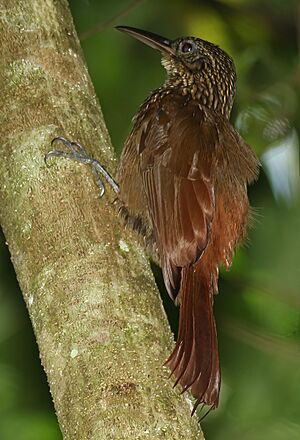 Cocoa Woodcreeper flash