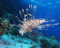 Common lionfish at Shaab El Erg reef (landscape crop).JPG