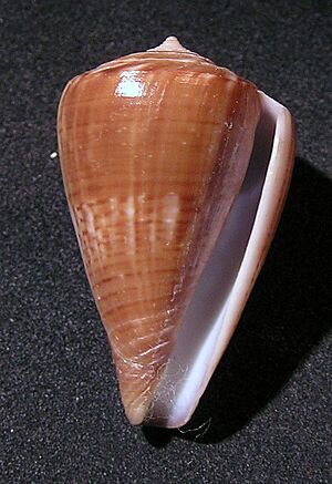 Conus hyaena 001.jpg