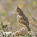 Crested lark (Galerida cristata carthaginis) Gabes