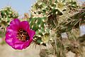 Cylindropuntia spinosior, with flower, Albuquerque.jpg