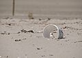 DOC Fairy Tern photos 19
