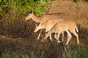 Deer Family