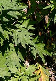 Detail of mugwort mature leaf