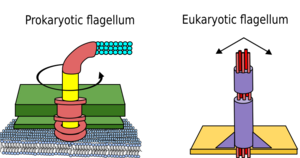 Difference Between Prokaryote and Eukaryote Flagella
