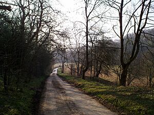 Down the Lane - geograph.org.uk - 2340107.jpg