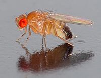 Drosophila melanogaster - side (aka)
