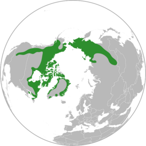 Dryas integrifolia distribution.svg