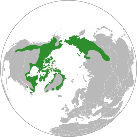 Dryas integrifolia distribution
