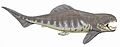 Dunkleosteus interm1DB
