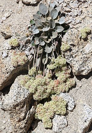 Eriogonum lobbii prostrate buckwheat green downswept